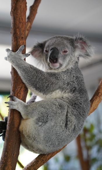 Обои 1200x2000 коала, сонный, серый