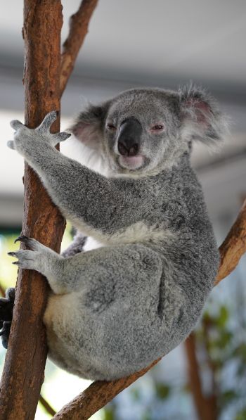 koala, sleepy, gray Wallpaper 600x1024