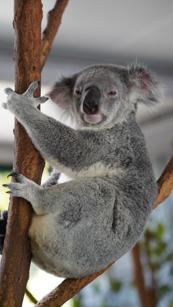 Обои 640x1136 коала, сонный, серый