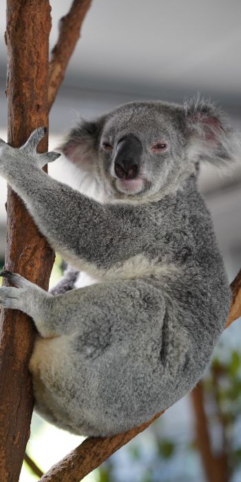 Обои 720x1440 коала, сонный, серый