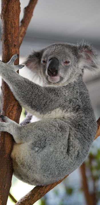 Обои 1440x2960 коала, сонный, серый