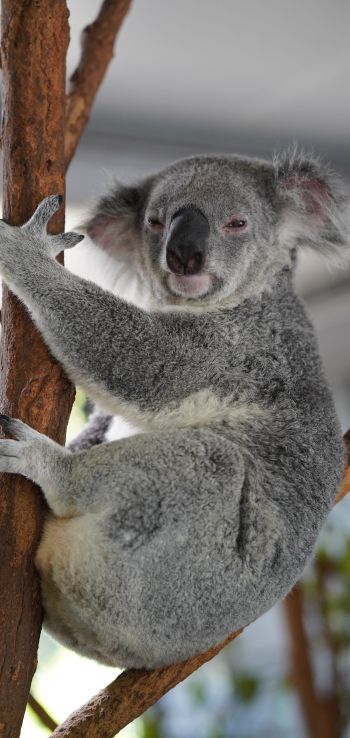koala, sleepy, gray Wallpaper 1440x3040
