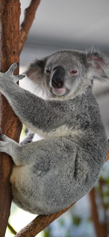 koala, sleepy, gray Wallpaper 1125x2436