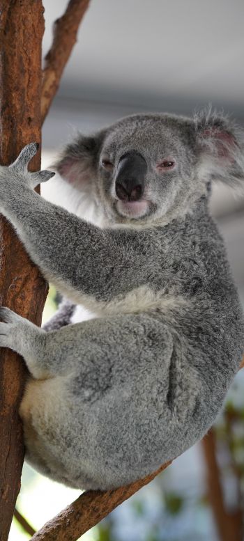 Обои 1080x2400 коала, сонный, серый