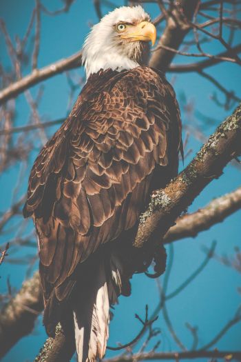 bald eagle, bird, predator Wallpaper 640x960