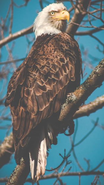 bald eagle, bird, predator Wallpaper 640x1136