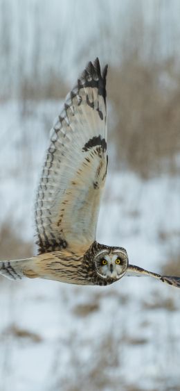 owl, yellow eyes, flight Wallpaper 1080x2340