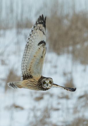 owl, yellow eyes, flight Wallpaper 1640x2360