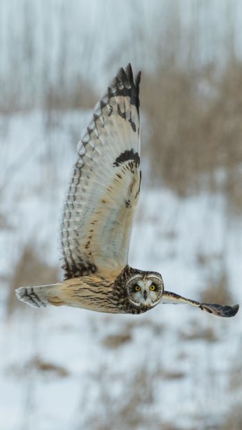 owl, yellow eyes, flight Wallpaper 640x1136