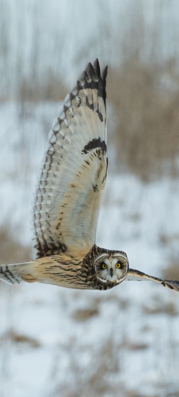 owl, yellow eyes, flight Wallpaper 1080x2400