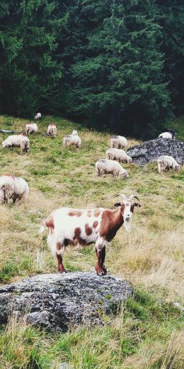 Romania, goat, pasture Wallpaper 720x1440