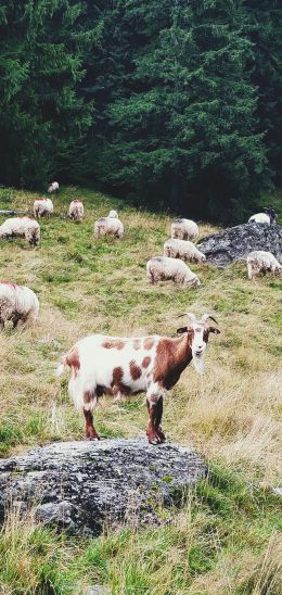 Romania, goat, pasture Wallpaper 1440x3040