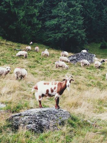 Romania, goat, pasture Wallpaper 1620x2160