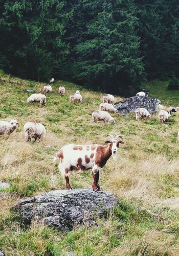 Romania, goat, pasture Wallpaper 1668x2388