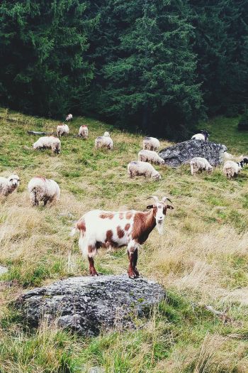 Romania, goat, pasture Wallpaper 640x960