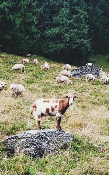 Romania, goat, pasture Wallpaper 1752x2800