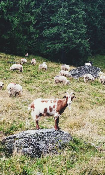 Romania, goat, pasture Wallpaper 1200x2000