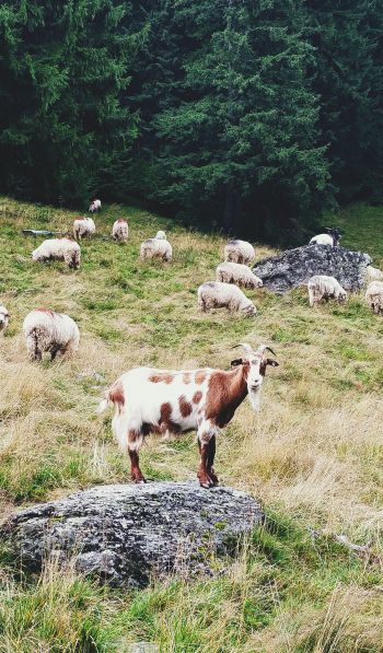 Romania, goat, pasture Wallpaper 600x1024