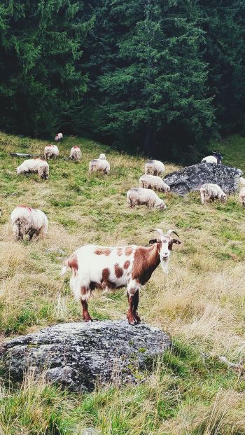 Romania, goat, pasture Wallpaper 640x1136