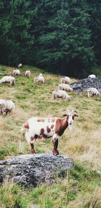 Romania, goat, pasture Wallpaper 1080x2220
