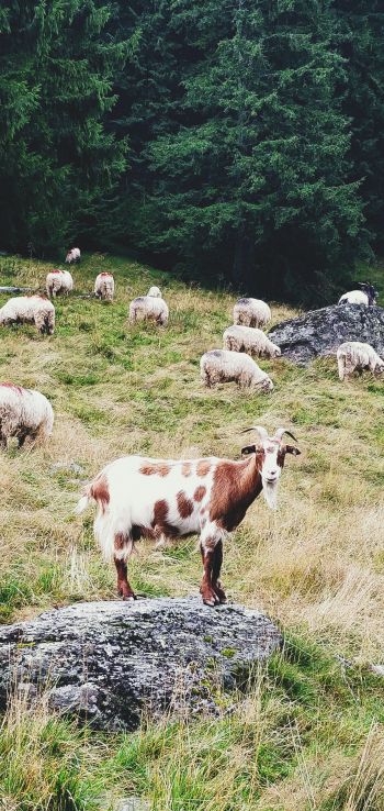 Romania, goat, pasture Wallpaper 1080x2280