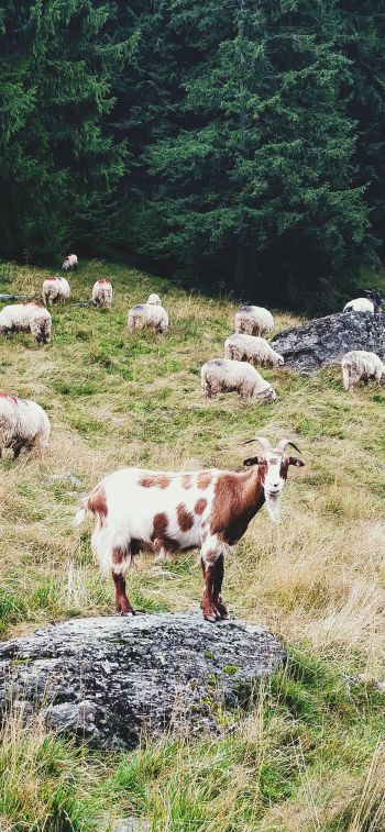 Romania, goat, pasture Wallpaper 1242x2688