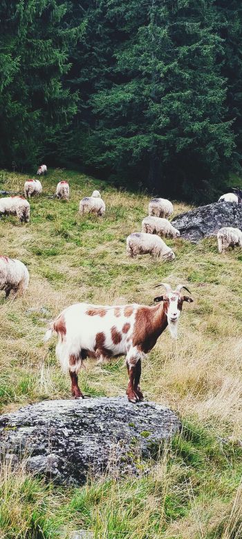 Romania, goat, pasture Wallpaper 720x1600