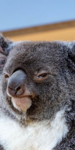 Обои 720x1440 коала, взгляд, серый