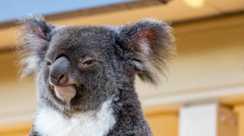 Обои 1600x900 коала, взгляд, серый
