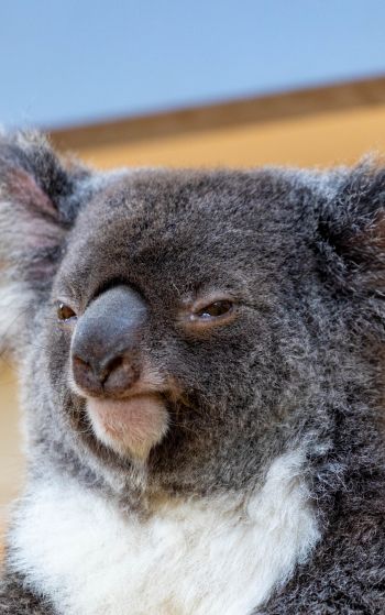 Обои 1752x2800 коала, взгляд, серый