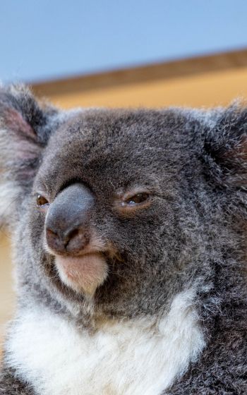 Обои 1600x2560 коала, взгляд, серый