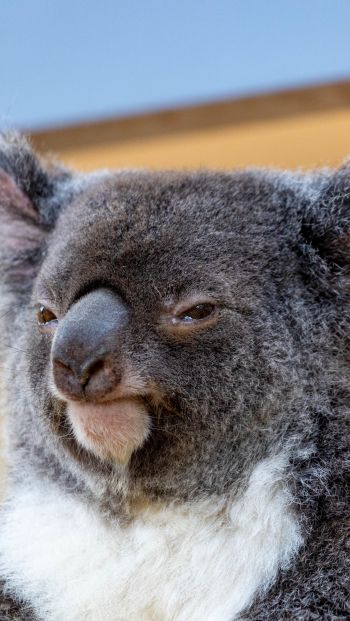 Обои 640x1136 коала, взгляд, серый