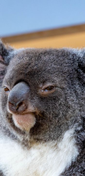 Обои 1440x2960 коала, взгляд, серый