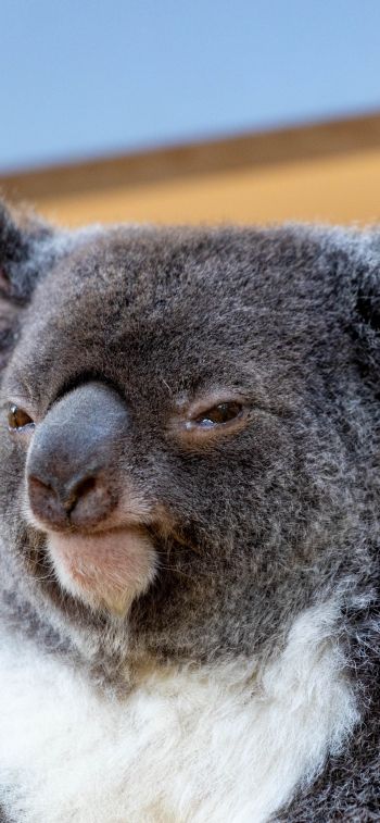 Обои 828x1792 коала, взгляд, серый