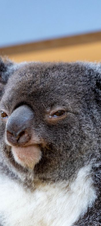 Обои 1080x2400 коала, взгляд, серый