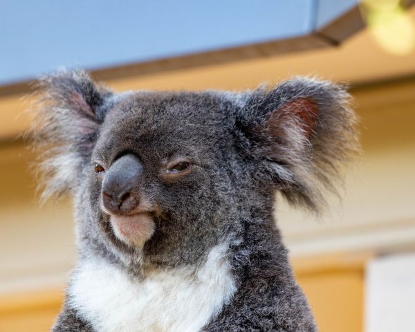 koala, look, gray Wallpaper 1280x1024