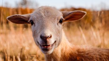 sheep, smile, joy Wallpaper 1600x900