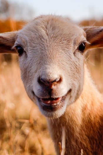sheep, smile, joy Wallpaper 640x960