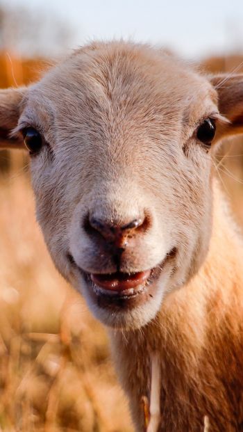 Обои 640x1136 овца, улыбка, радость