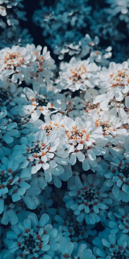 bloom, white flowers, is beautiful Wallpaper 720x1440