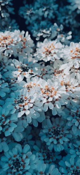 bloom, white flowers, is beautiful Wallpaper 1080x2340