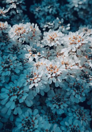 bloom, white flowers, is beautiful Wallpaper 1668x2388