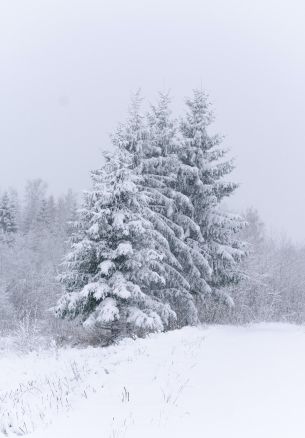 conifers, snow, winter Wallpaper 1640x2360