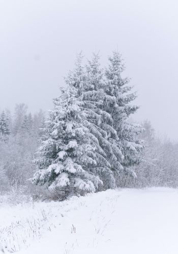 Обои 1668x2388 хвойные деревья, снег, зима
