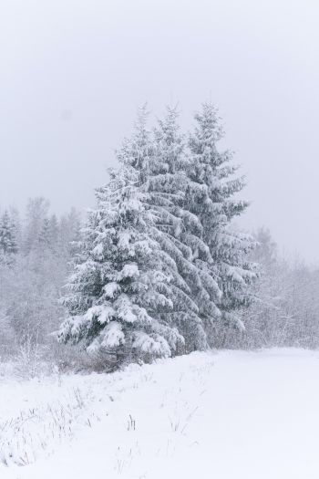 Обои 640x960 хвойные деревья, снег, зима