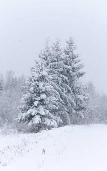 Обои 1752x2800 хвойные деревья, снег, зима