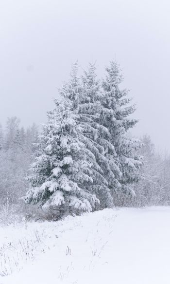 Обои 1200x2000 хвойные деревья, снег, зима