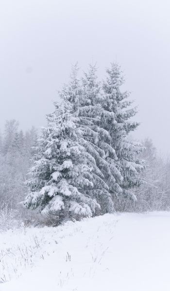 Обои 600x1024 хвойные деревья, снег, зима