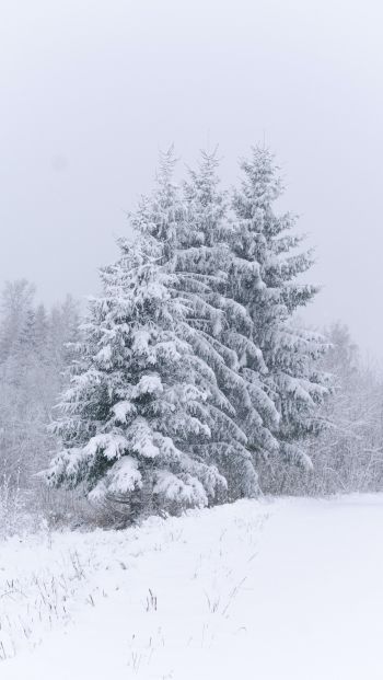 conifers, snow, winter Wallpaper 640x1136
