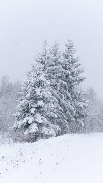 Обои 2160x3840 хвойные деревья, снег, зима